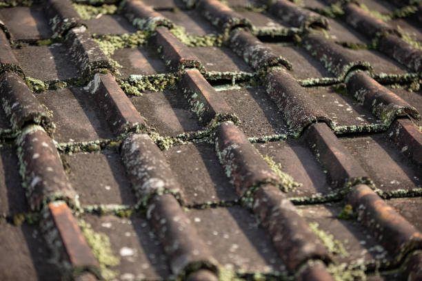 Dakpannen met groene aanslag en mos